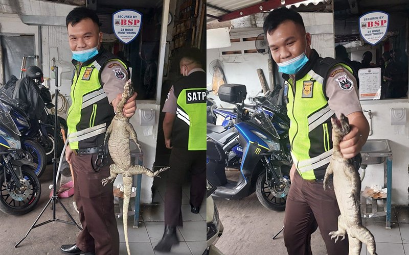 Satpam Tagkap Biawak